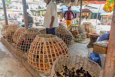 Many woven baskets containing ducks, pigeons, chickens and other birds on sale at a live animal market in the city of Imphal in Manipur in the Northeast of India