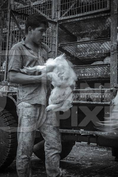 Broiler chickens raised for meat being unloaded from transport trucks near Crawford meat market in Mumbai