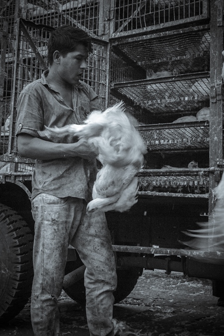 Broiler chickens raised for meat being unloaded from transport trucks near Crawford meat market in Mumbai