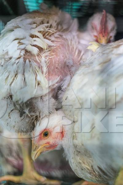 Broiler chickens packed into a cage at a chicken shop