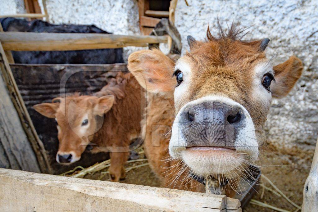 Orange Indian cow with horns in a wooden pen on a rural dairy farm in Ladakh in the HImalaya mountains in India