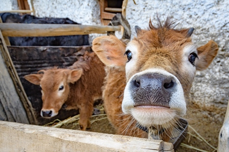 Orange Indian cow with horns in a wooden pen on a rural dairy farm in Ladakh in the HImalaya mountains in India