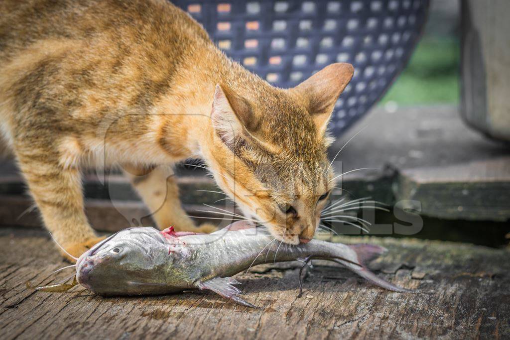 Street cat at Kochi fishing harbour in Kerala with fish in mouth