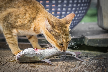 Street cat at Kochi fishing harbour in Kerala with fish in mouth