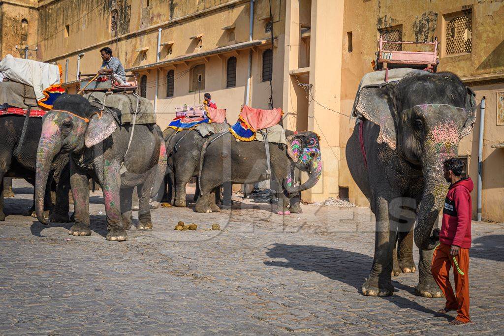 Captive Indian or Asian elephants waiting for tourists to give elephant rides up to Amber Palace, Jaipur, Rajasthan, India, 2022