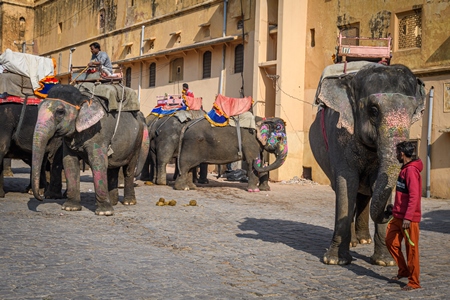 Captive Indian or Asian elephants waiting for tourists to give elephant rides up to Amber Palace, Jaipur, Rajasthan, India, 2022