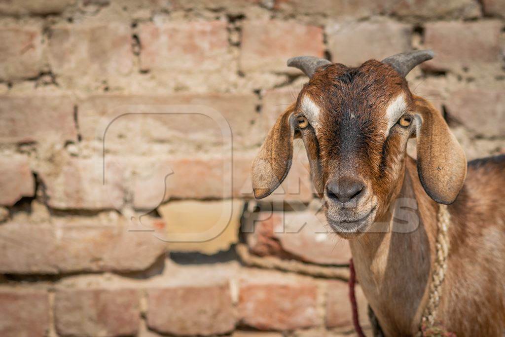 Photo of brown goat with wall background in village in rural Bihar