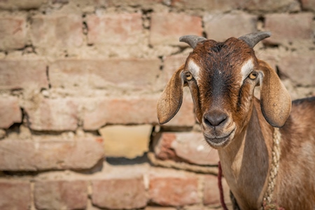 Photo of brown goat with wall background in village in rural Bihar