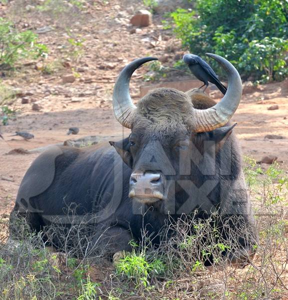 Indian gaur bison in the countryside