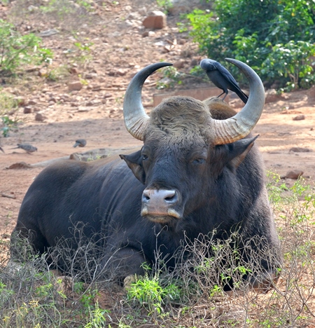Indian gaur bison in the countryside