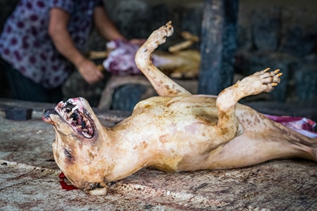 Dead dog on sale as dog meat at a dog market in Nagaland in the Northeast of India, 2018
