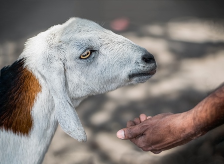 Man reaching hand out to white goat
