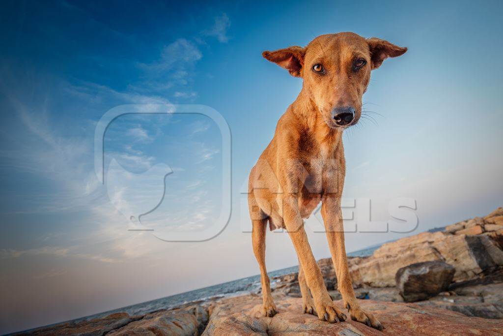 Orange Indian street dog standing on rocks on the beach with blue sky background in Maharashtra, India