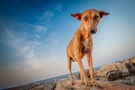 Orange Indian street dog standing on rocks on the beach with blue sky background in Maharashtra, India