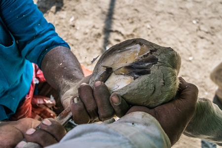 Men trimming the foot of a horse at Sonepur cattle fair