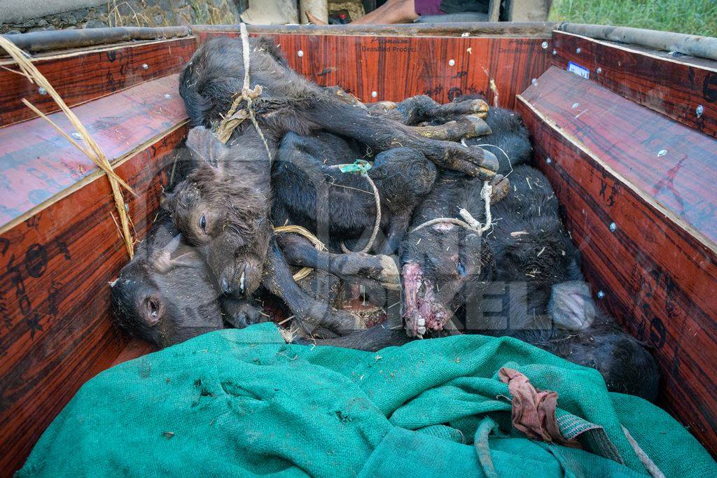 Dead farmed Indian buffalo calves in a truck on an urban dairy farm or tabela, Aarey milk colony, Mumbai, India, 2023