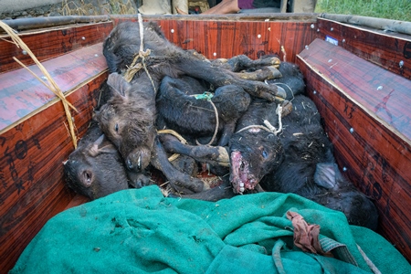 Dead farmed Indian buffalo calves in a truck on an urban dairy farm or tabela, Aarey milk colony, Mumbai, India, 2023