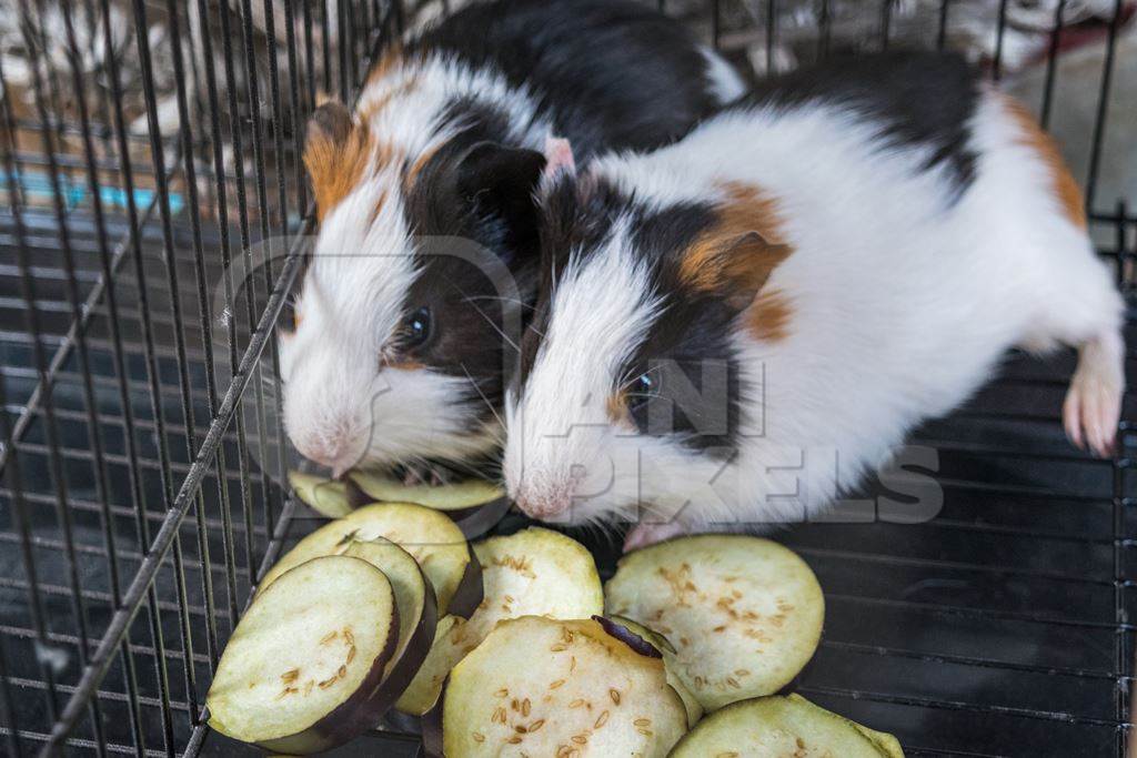 Guinea pigs in a cage on sale as pets at Crawford pet market in Mumbai, India