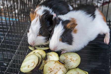 Guinea pigs in a cage on sale as pets at Crawford pet market in Mumbai, India