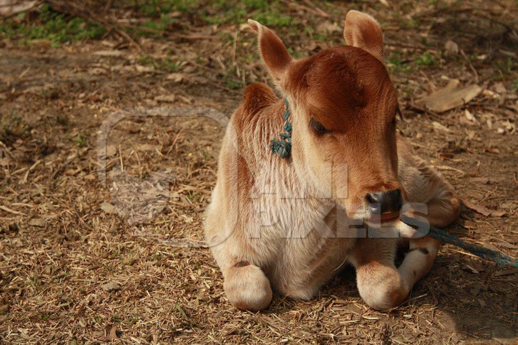 Small brown calf tied up on dairy farm