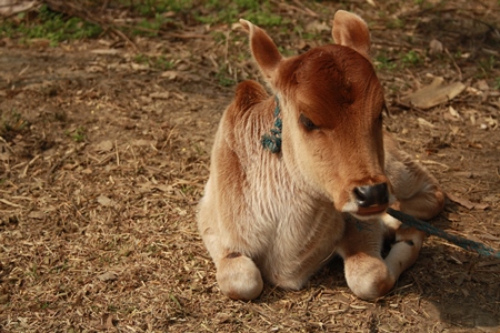 Small brown calf tied up on dairy farm