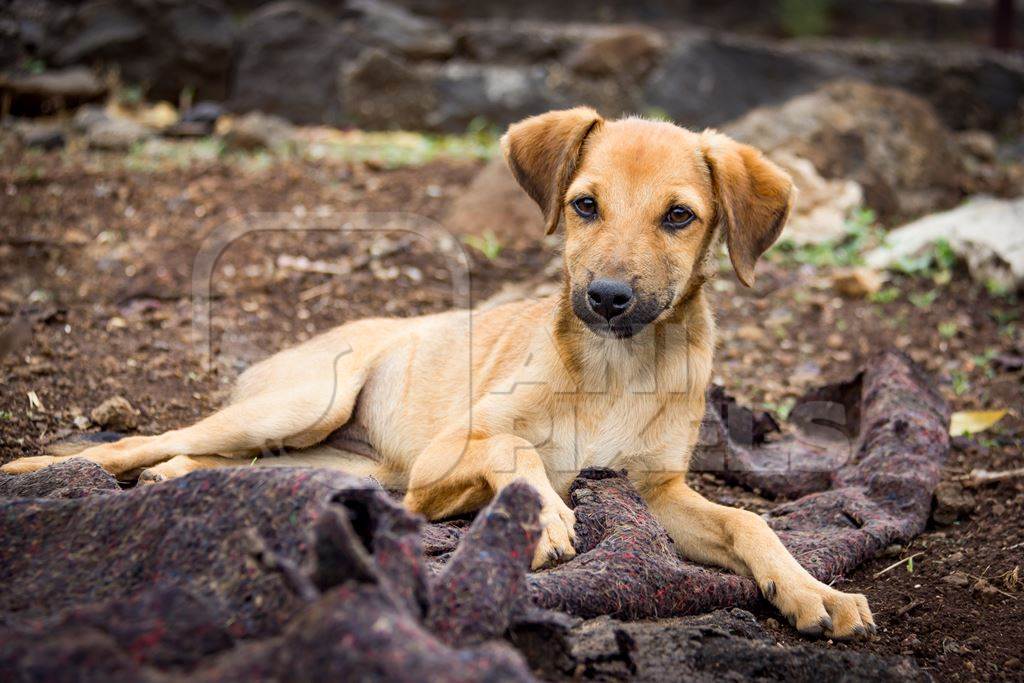Brown street puppy lying on blanket on wasteground in urban city in Maharashtra