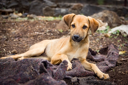 Brown street puppy lying on blanket on wasteground in urban city in Maharashtra