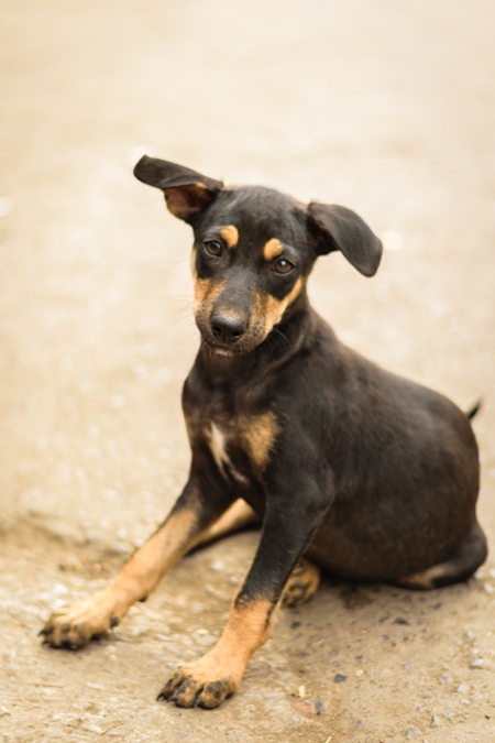 Stray street black and tan dog on road in Maharashtra