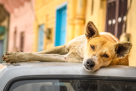Indian street dog or Indian stray pariah dog sleeping on car, Jodhpur, Rajasthan, India, 2022