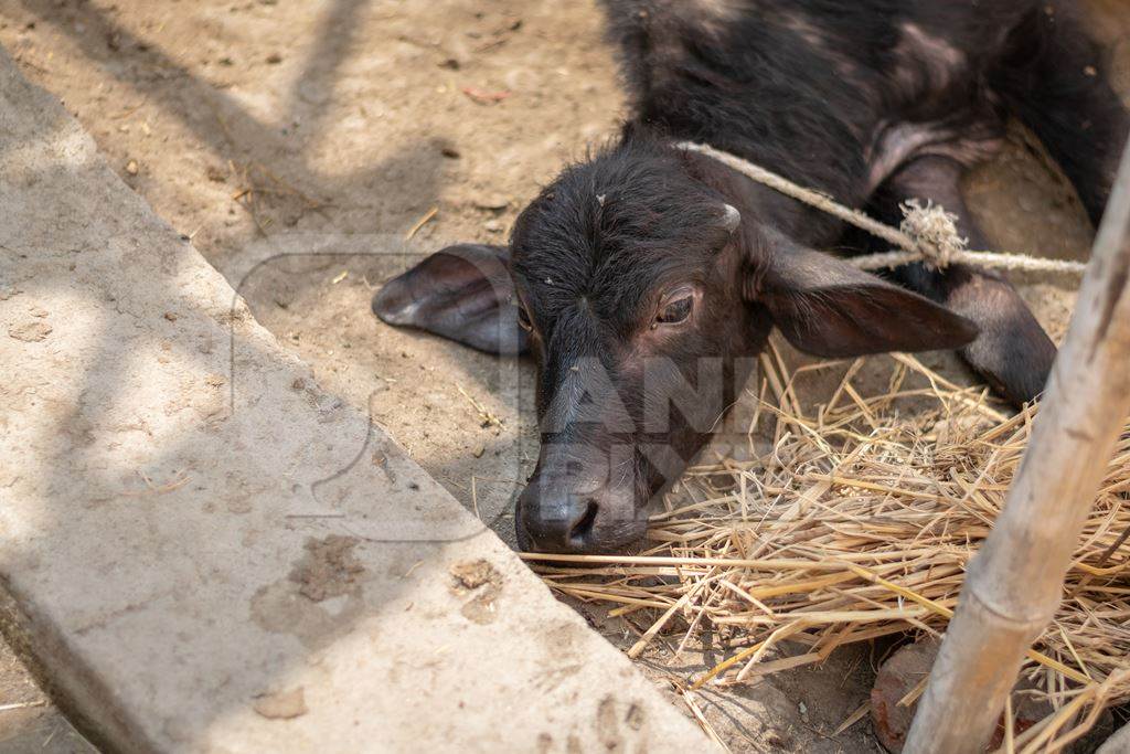 Baby buffalo calf tied up alone away from mother in village in rural Bihar