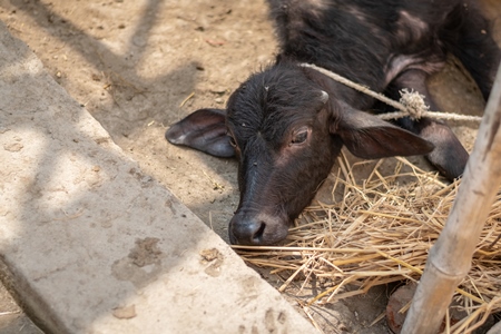 Baby buffalo calf tied up alone away from mother in village in rural Bihar