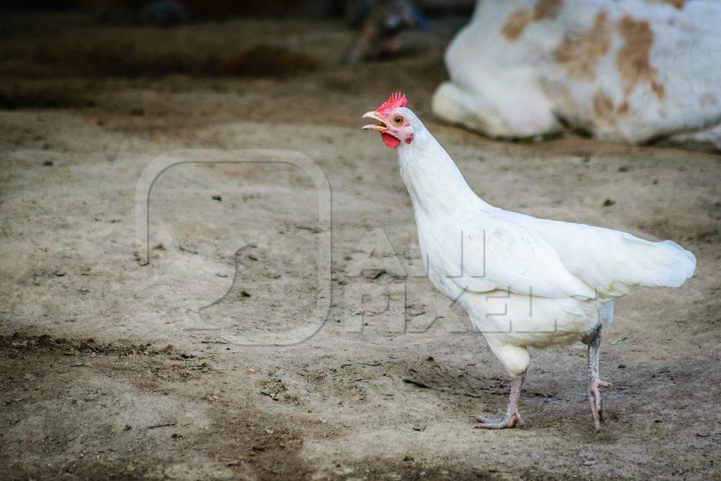Small baby calf and white chicken in a farm in a village