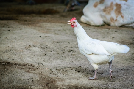 Small baby calf and white chicken in a farm in a village