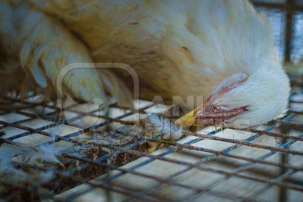 Dead broiler chickens on a truck being transported to slaughter in an urban city