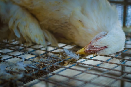 Dead broiler chickens on a truck being transported to slaughter in an urban city