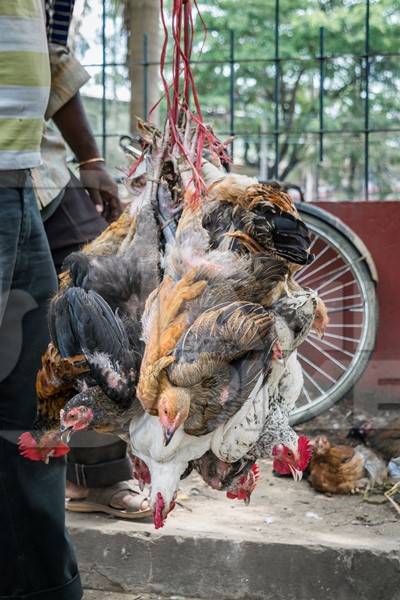 Bunch of chickens hanging upside down on sale at a market