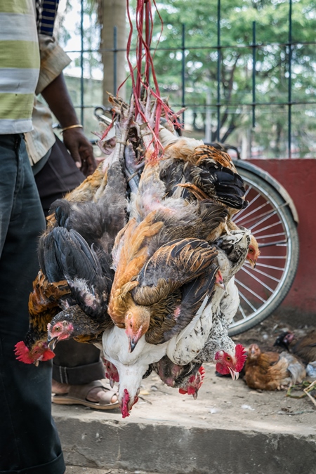 Bunch of chickens hanging upside down on sale at a market