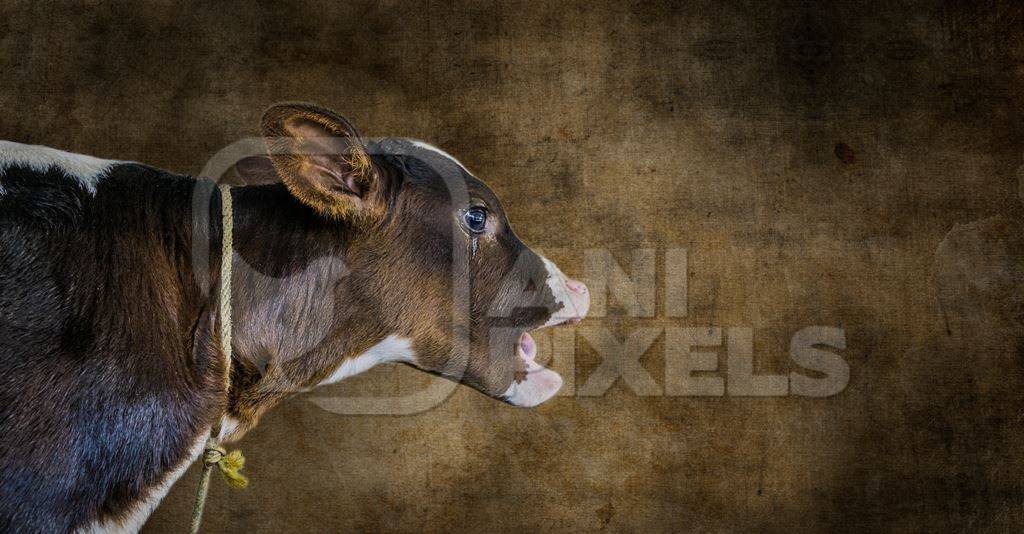 Composite image of crying dairy calf with brown background