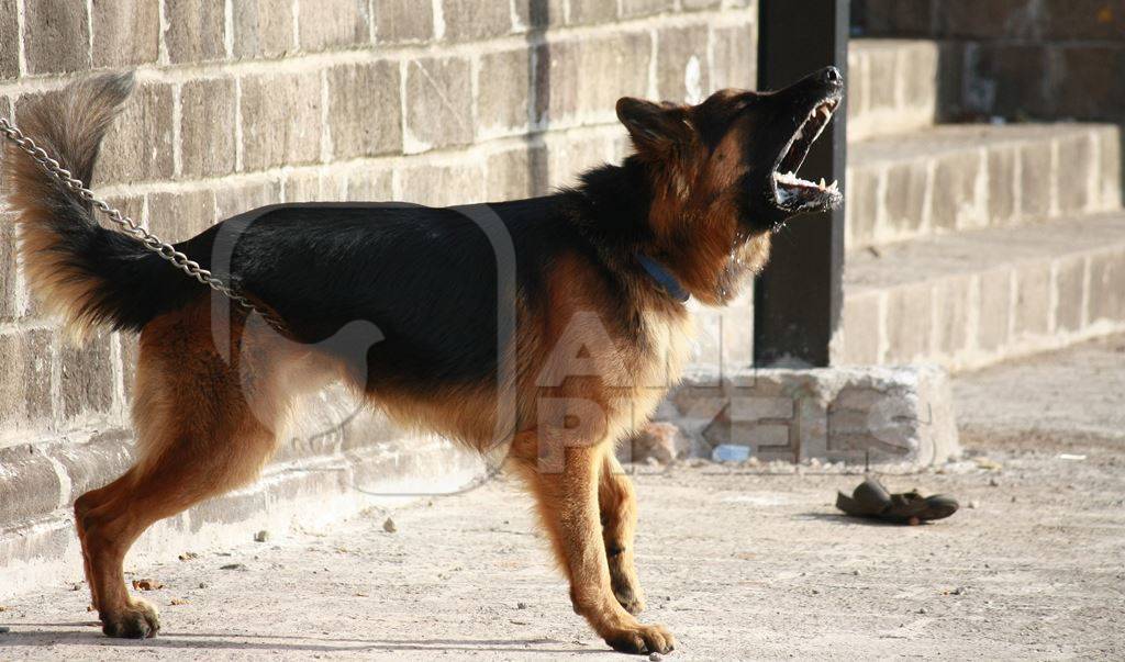 German shepherd pedigree pet dog kept on chain barking