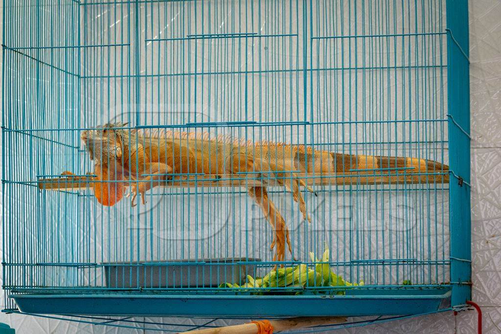 Orange exotic iguana in cage on sale at Crawford pet market