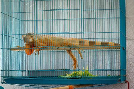 Orange exotic iguana in cage on sale at Crawford pet market