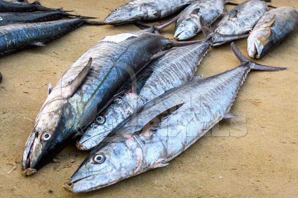 Dead Indian seer fish for sale at Malvan fish market on beach in Malvan, Maharashtra, India, 2022