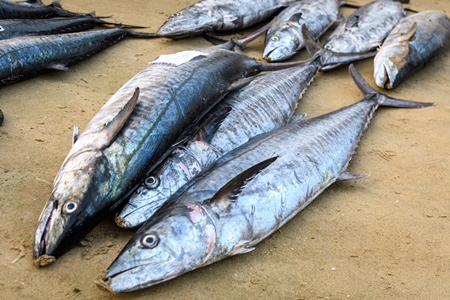 Dead Indian seer fish for sale at Malvan fish market on beach in Malvan, Maharashtra, India, 2022