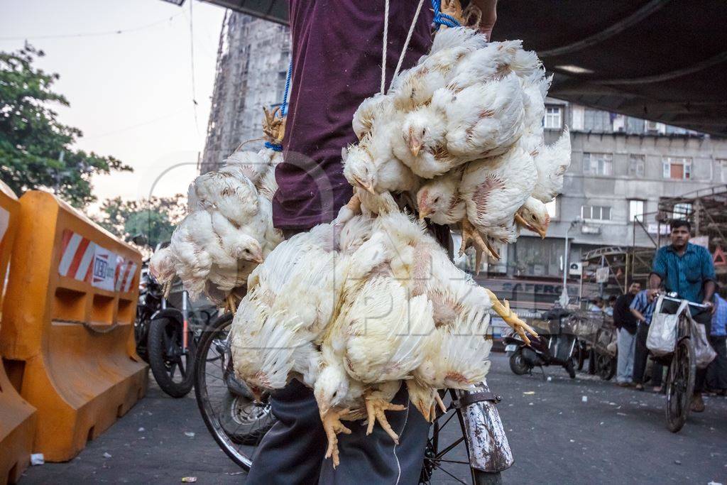 Broiler chickens raised for meat being unloaded from transport trucks near Crawford meat market in Mumbai