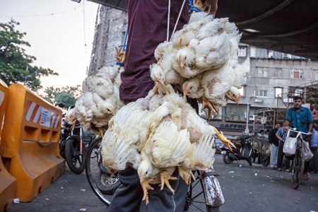 Broiler chickens raised for meat being unloaded from transport trucks near Crawford meat market in Mumbai