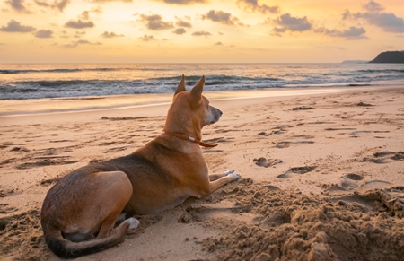 Beach dog on sandy beach in Goa also stray dog or street dog