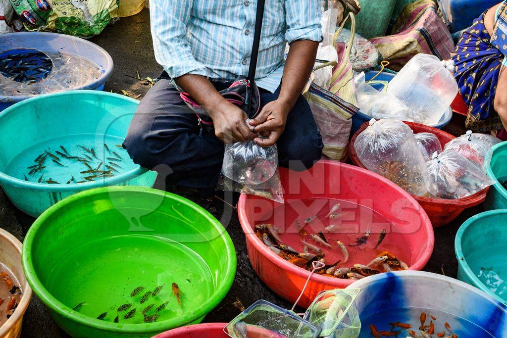 Seller tying a plastic bag of aquarium fish on sale in large bowls at Galiff Street pet market, Kolkata, India, 2022