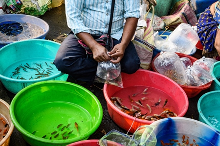 Seller tying a plastic bag of aquarium fish on sale in large bowls at Galiff Street pet market, Kolkata, India, 2022