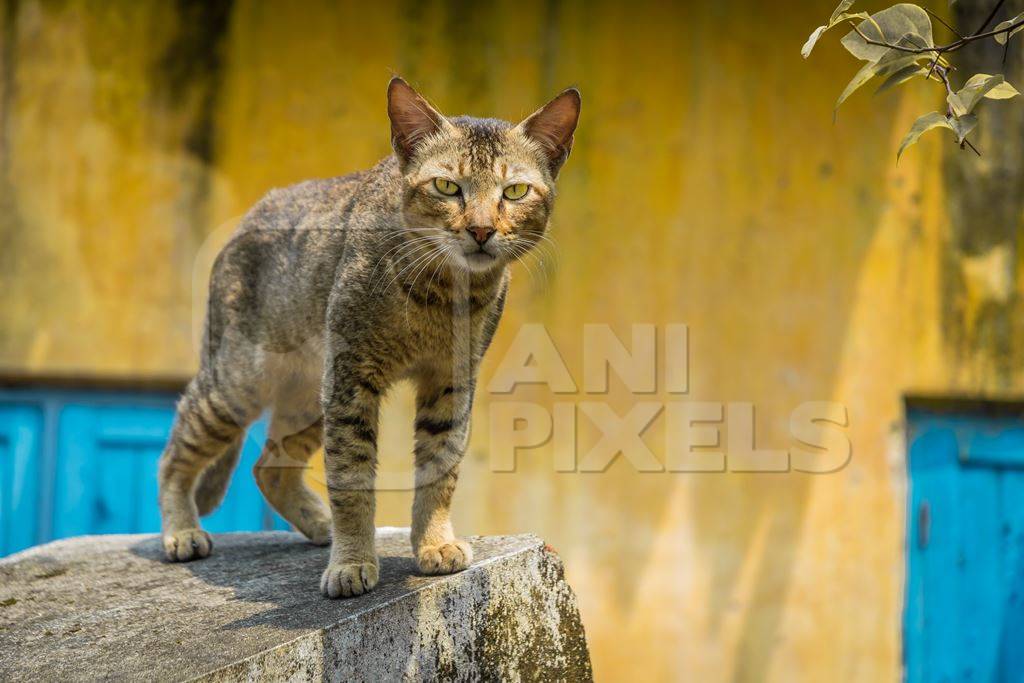 Street cat at Kochi fishing harbour in Kerala with yellow wall and blue door background