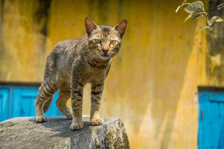 Street cat at Kochi fishing harbour in Kerala with yellow wall and blue door background